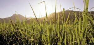 sugar cane