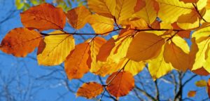 Autumn leaves with blue sky